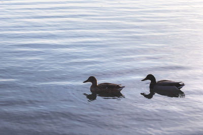 High angle view of ducks swimming in lake