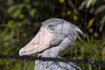 Close-up of bird