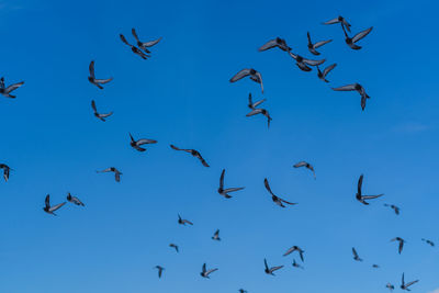 Low angle view of birds flying in the sky