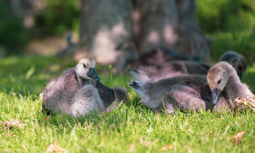 Birds in a field