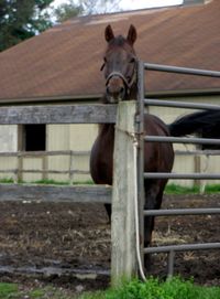 Portrait of horse standing against built structure