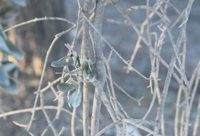 Close-up of dead plant