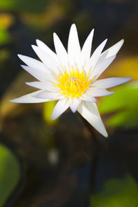 Close-up of white flower