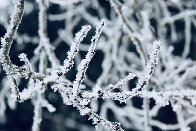 Close-up of frozen plant