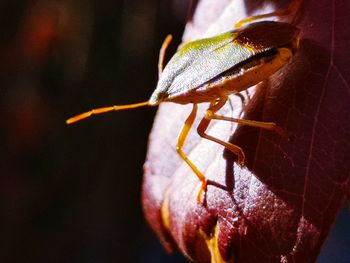 Close-up of insect