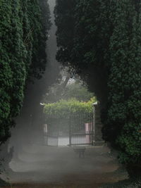 Scenic view of trees and plants