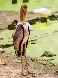 View of a bird on the beach