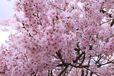 Close-up of cherry blossom