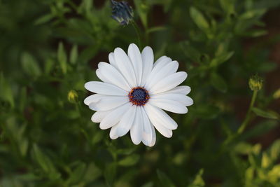 Close-up of white daisy