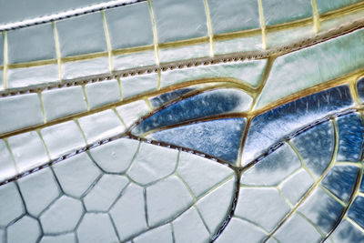 Full frame shot of a leaf