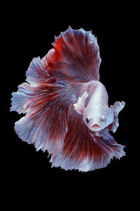 Close-up of fish underwater