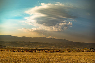 View of sheep on field against sky