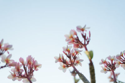 Low angle view of pink flowers blooming on tree against sky