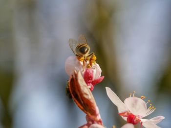 Close-up of bee pollinating on pink flower