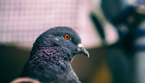 Close-up of pigeon