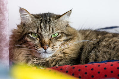 Portrait of maine coon cat