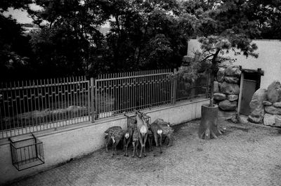 View of an animal sculpture