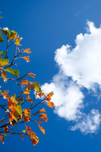 Low angle view of tree against blue sky