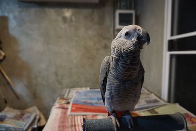 View of african gray parrot inside room