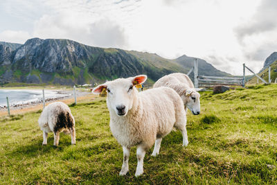 Sheep in a field