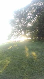 Trees on field against sky