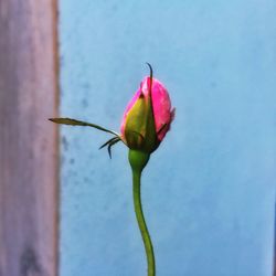 Close-up of pink flower