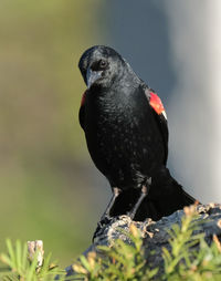 Red-winged blackbird