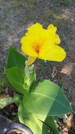 Close-up of yellow flowers