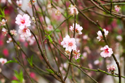 Close-up of pink flowers blooming on tree