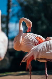 Close-up of flamingos in lake