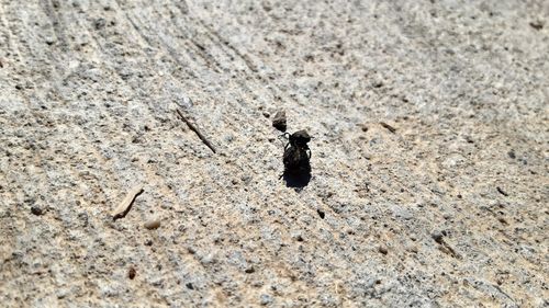 High angle view of insect on sand