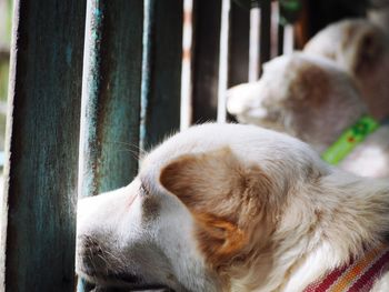 Close-up of dog sleeping