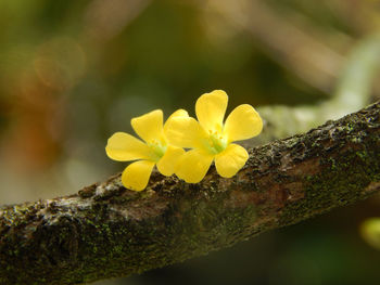 Close-up of yellow flower growing on tree