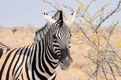 Zebras standing on a tree