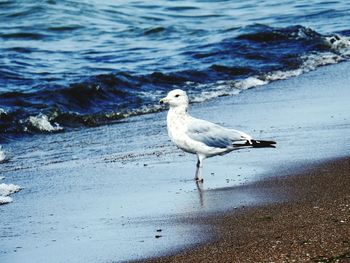 Seagull perching on shore