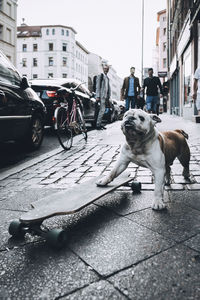 Dog with skateboard on sidewalk in city