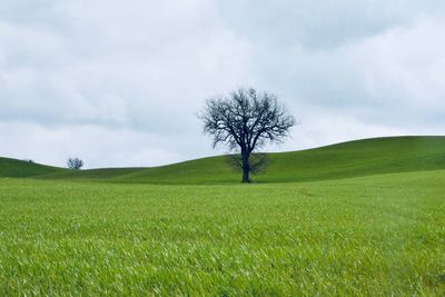 Trees on field against sky