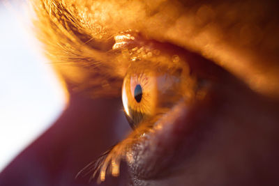 Close-up of human eye