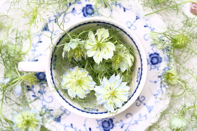 High angle view of flowering plant on table