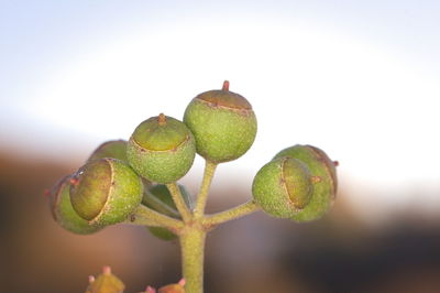 Close-up of fruits on plant against sky