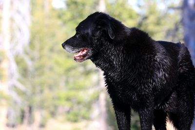 Close-up of black dog
