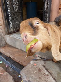High angle portrait of a rabbit