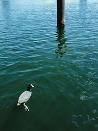 High angle view of seagull on lake