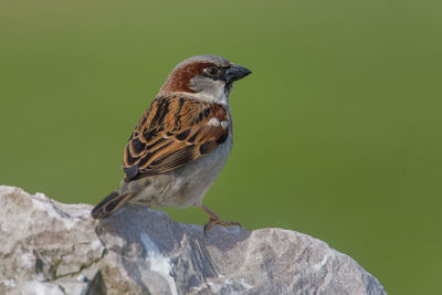 Close-up of bird perching on rock