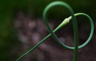 Close-up of plant