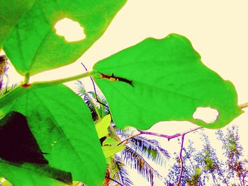 Close-up of butterfly on leaves