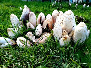 Close-up of mushrooms growing on field
