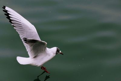 Close-up of bird flying over lake