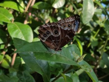 Close-up of butterfly on leaves