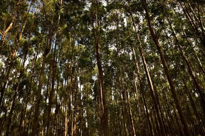 Low angle view of trees in forest